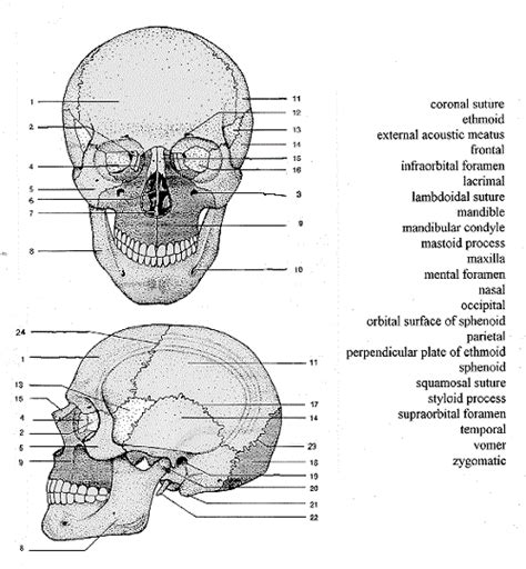 Skull Bones Labeling Worksheet