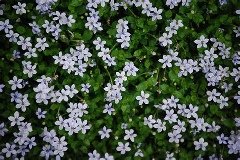 Blue star creeper | Creepers, Plants, Blue star