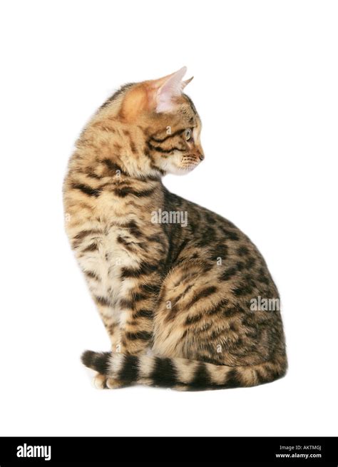 Bengal cat sitting looking back isolated on white Stock Photo - Alamy