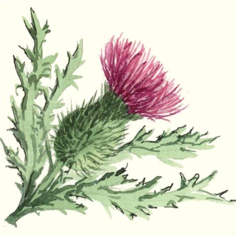 Laura Ashley Scottish Thistle Wallpaper - WallpaperSafari