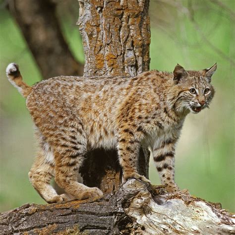 Missouri Bobcat Hunting Season 2021-2022 - 15th Nov, 2021 12:00AM - 31st Jan, 2022 11:59PM ...