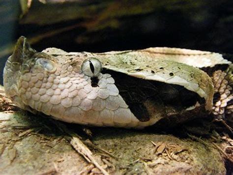 81 best images about Gaboon viper longest fangs on Pinterest | In las vegas, Python and Snake skin