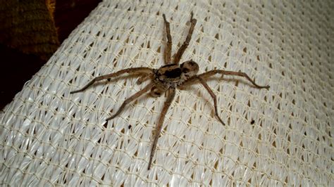 File:Wolf spider (Lycosidae).jpg - Wikimedia Commons