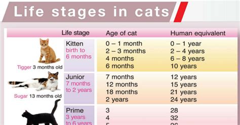 Life Cycle of a Cat