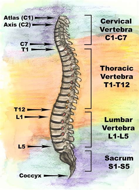 Spinal Anatomy | Spinal Regions | Bones and Discs | Vertebrae | Spinal Cord