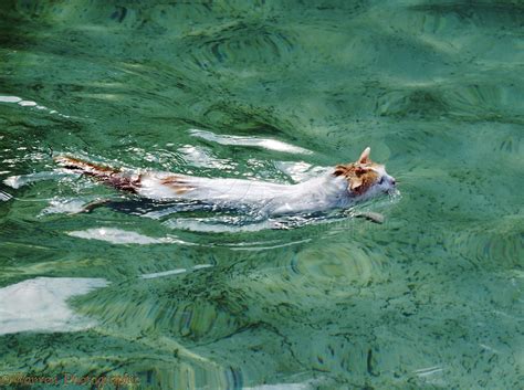 Turkish Van Cat, swimming photo - WP00285