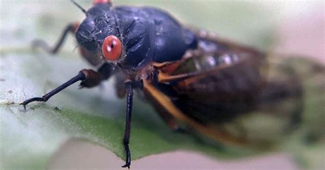 Cicadas begin to emerge in Illinois early in cycle; Brood XIX expected locally | Local News ...