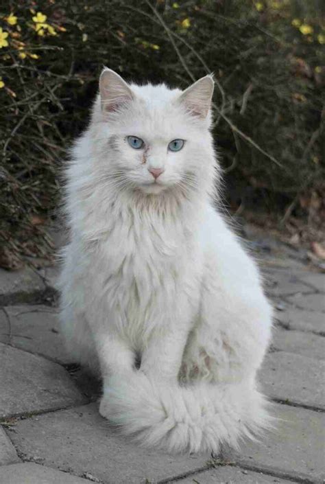 White Cats With Blue Eyes: Breeds And Price