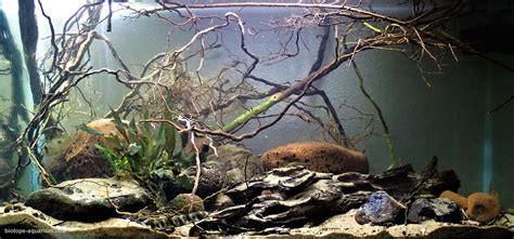 Guerrero stream, Uruguay River basin, Misiones, Argentina, 160 L – Biotope Aquarium