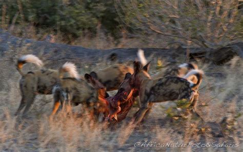 Wild dogs Hunting - AfricaNaturFoto