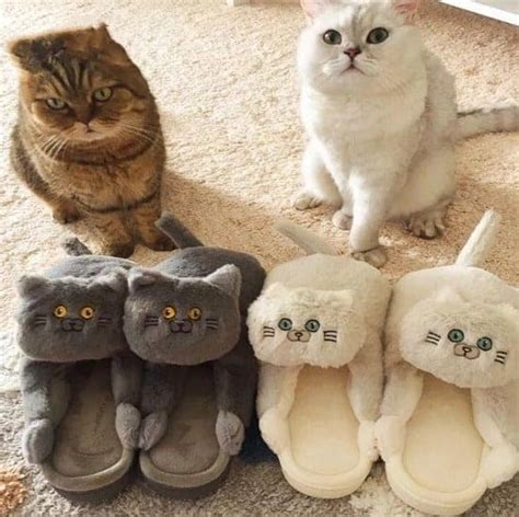 Fluffy Cat Slippers | sebastian7