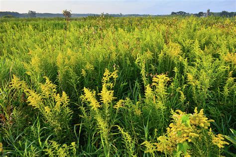 Field of Goldenrod in Glacial Park Photograph by Ray Mathis | Fine Art America