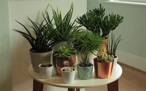 Growing Succulents Indoors - Gardening Tips, Advice and Inspiration