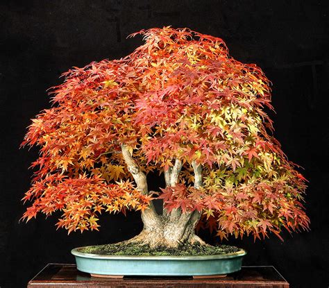 JAPANESE MAPLE 2015 – Valavanis Bonsai Blog