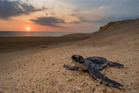 Baby Sea Turtles — SEE Turtles