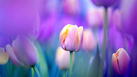 10 Top desktop wallpaper flowers tulips You Can Save It At No Cost - Aesthetic Arena