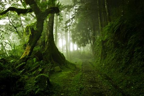 Misty forest path | Mystical forest, Beautiful nature, Nature