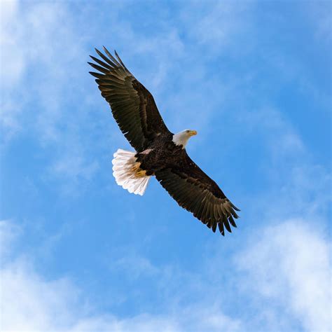 United States National Bird Bald Eagle with Wings Spread Wide Photograph by Open Range Studios ...