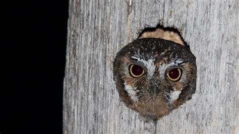 Meet the World's Smallest Owl | Nature | THIRTEEN - New York Public Media