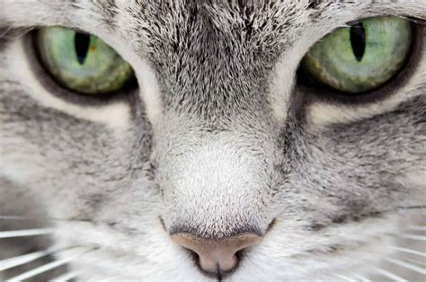 The Meaning Behind Cats Pupils: Understand Your Kitty Better