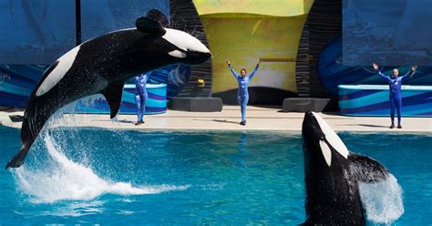 SeaWorld San Diego Puts on Final Killer Whale Show | TIME