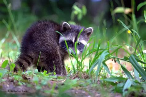 Raccoon Dog (Nyctereutes Procyonoides) Facts, Habitat