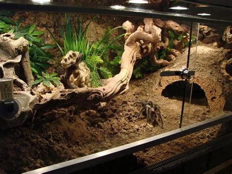 Tarantula Enclosures – Steps to build Enclosure for Tarantula