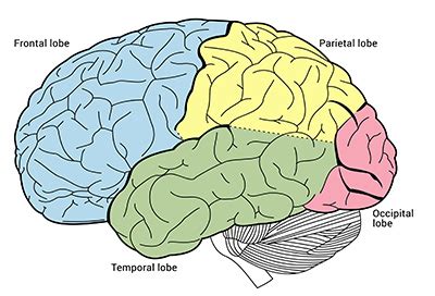 Lobes of the brain - Queensland Brain Institute - University of Queensland