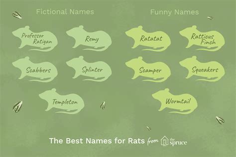 Names for Your Pet Rat