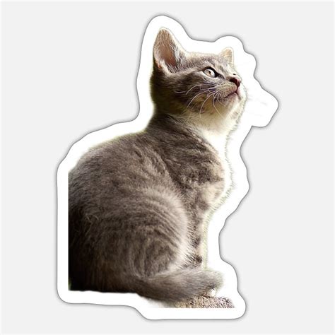 Funny-cat Stickers | Unique Designs | Spreadshirt