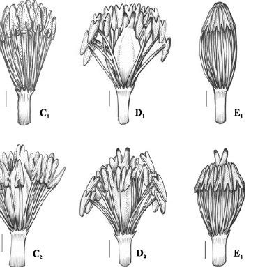 Diagram of sequence of anthesis and flowers with different height of... | Download Scientific ...