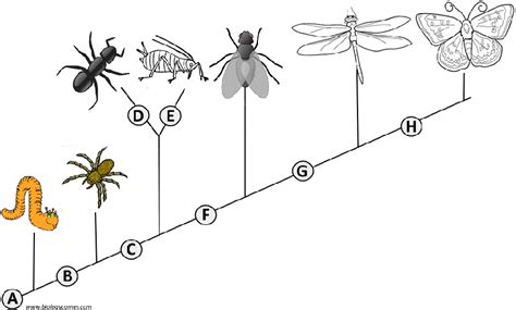 Cladogram Analysis