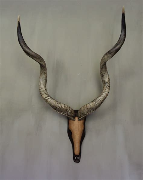 Kudu Bull Wooden Skull - Beautiful Horns