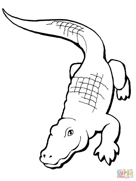 Simple Alligator Drawing at GetDrawings | Free download