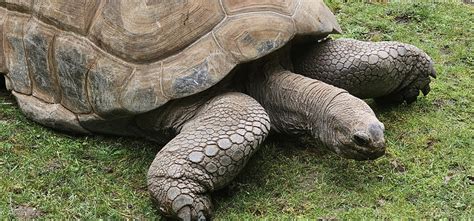 Aldabra giant tortoise - ZooChat