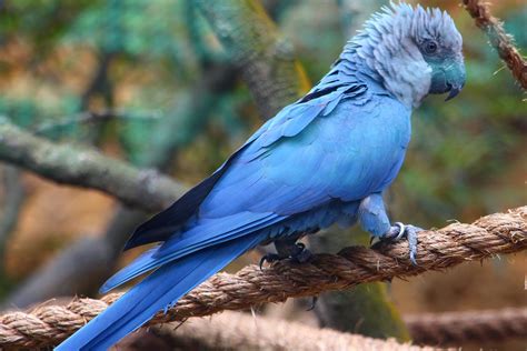 Spix's Macaw - ZooChat