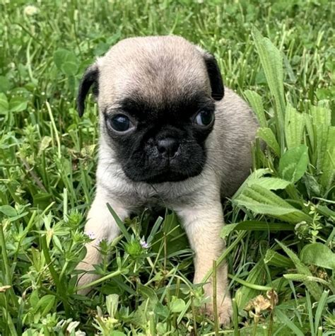 Velydes - Tiny teacup Pug puppies for sale, Pug Puppy for adoption