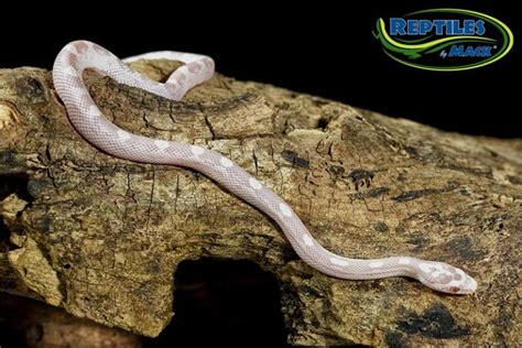 Corn Snake Care Sheet – Reptiles by Mack