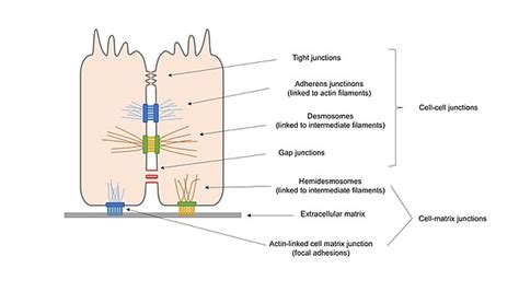 Cell adhesion - Wikipedia