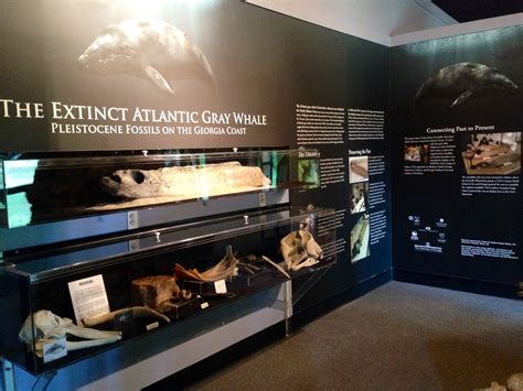 UGA Aquarium launches Atlantic gray whale exhibit - UGA Today