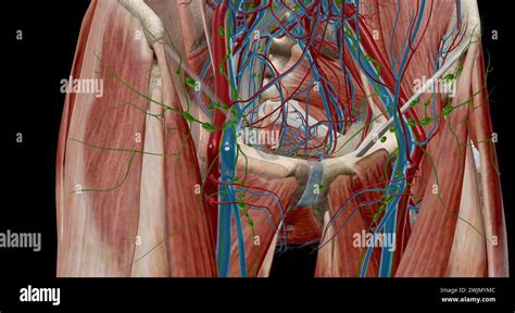 Inguinal lymph nodes are lymph nodes in the human groin. Located in the femoral triangle of the ...