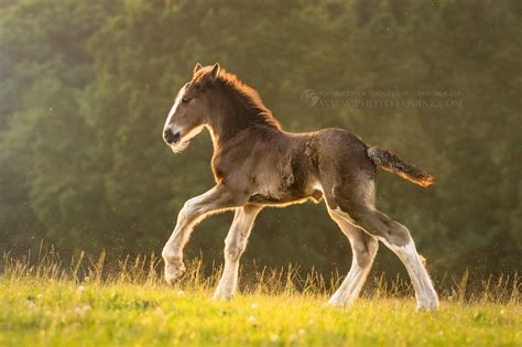 shire horse foal | Horses, Horse breeds, Baby horses