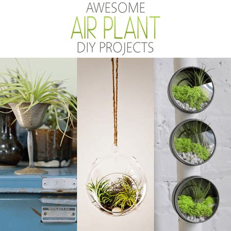 Awesome Air Plant DIY Projects - The Cottage Market