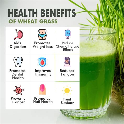 Wheatgrass Benefits In Weight Loss | Blog Dandk