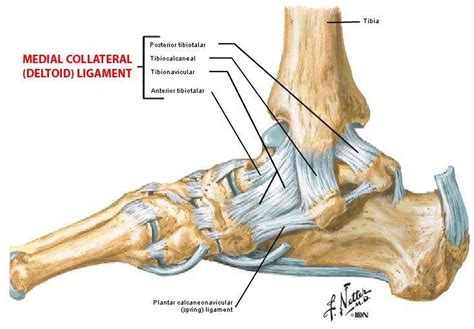 Pictures Of Ankle Joint, Deltoid LigamentHealthiack