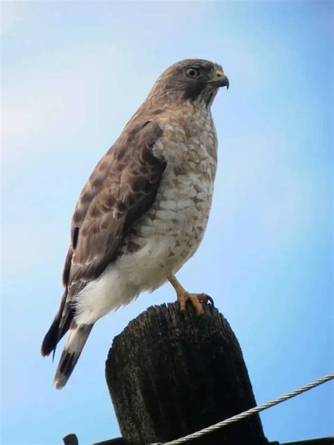 Hawks in Missouri (7 Species with Pictures) - Wild Bird World