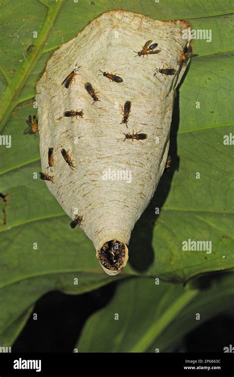 Adult paper wasp (Vespidae sp.), on nest surface, nest hanging from underside of leaf, Yasuni N ...