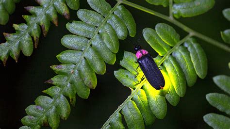 How Fireflies Glow – and What Signals They’re Sending | NC State News