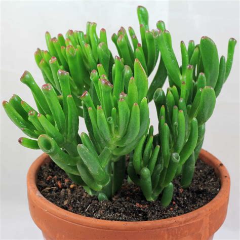 Crassula ovata "Gollum" & "Hobbit"