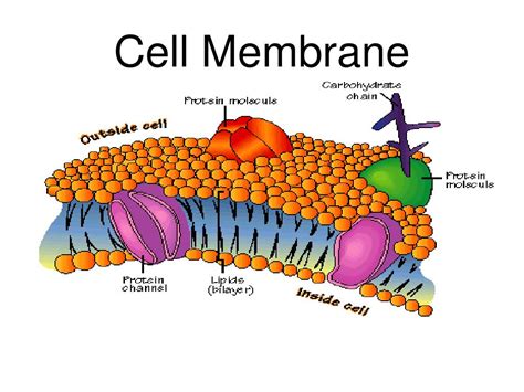 Plasma Membrane Structure And Function Free Biology